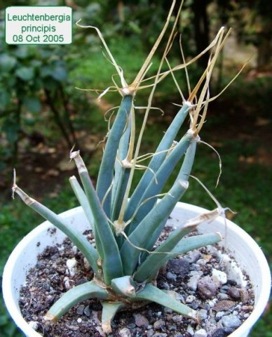 Leuchtenbergia_ principis _01